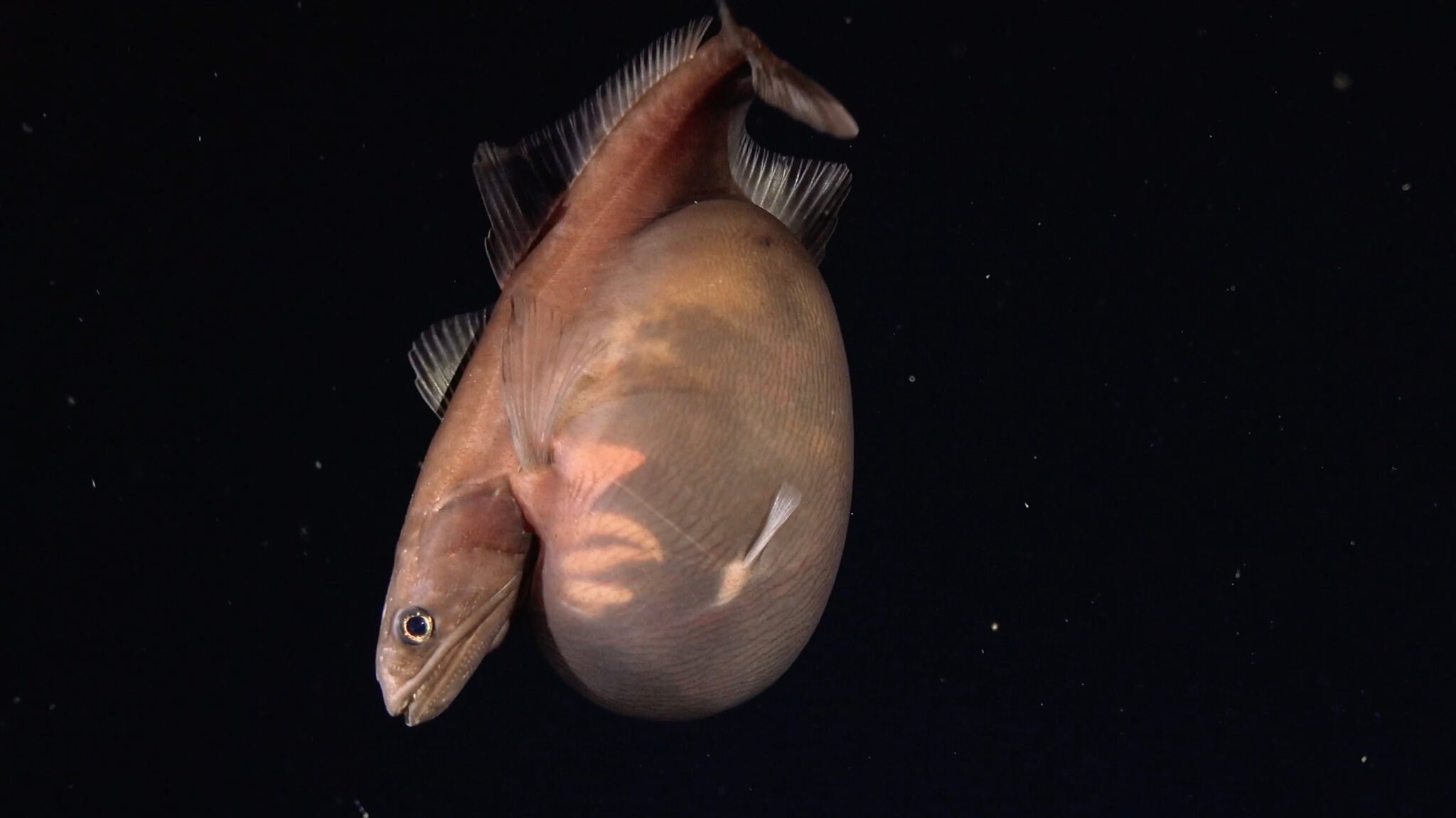 Black swallower fish found off the coast of Trinidad and Tobago