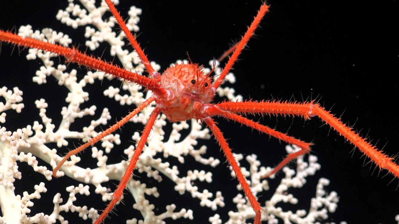 Squat Lobster found off the coast of Trinidad and Tobago