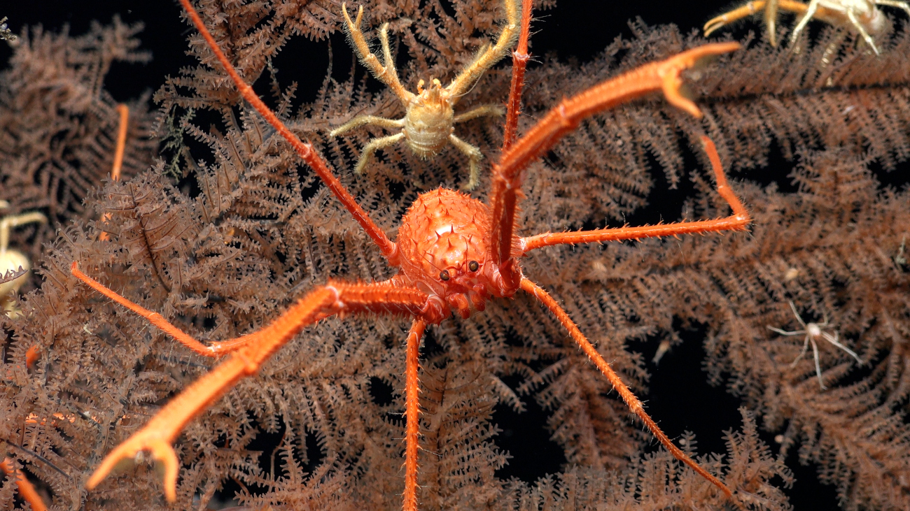 Squat lobsters found off the coast of Trinidad and Tobago