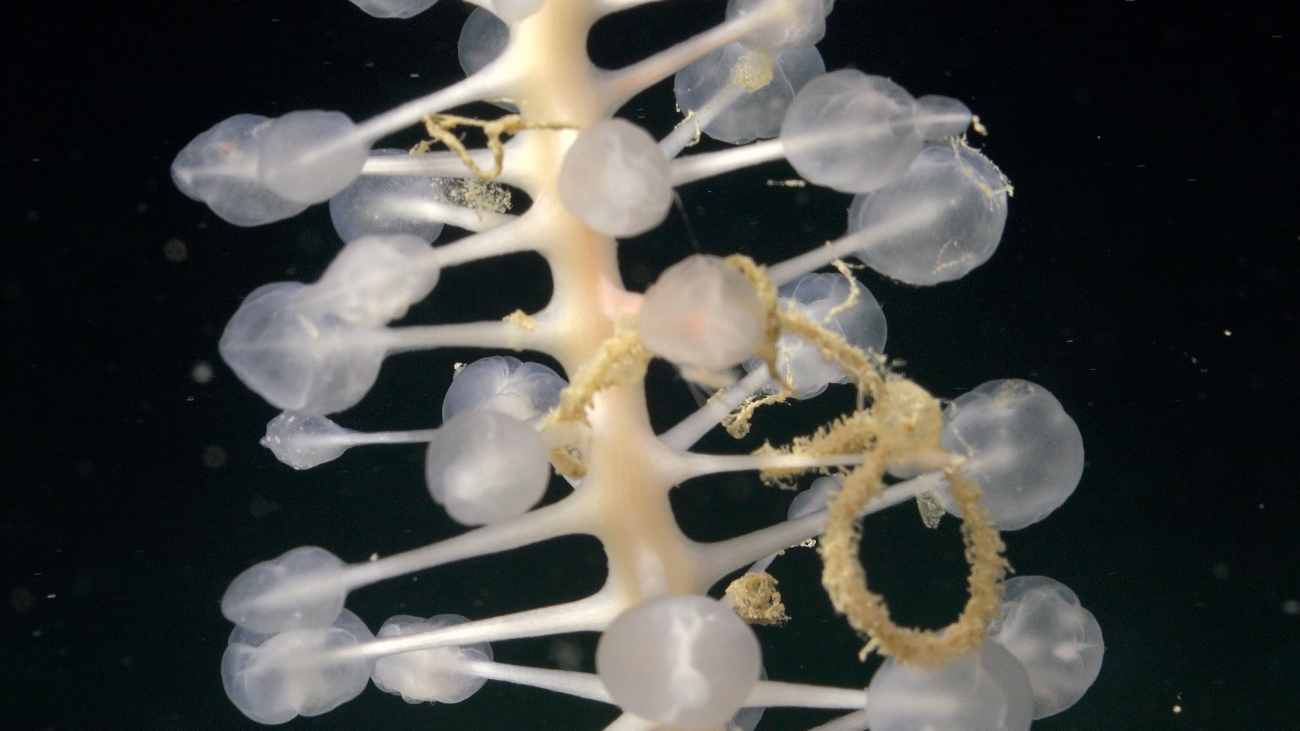 carnivorous sponge found off the coast of Trinidad and Tobago