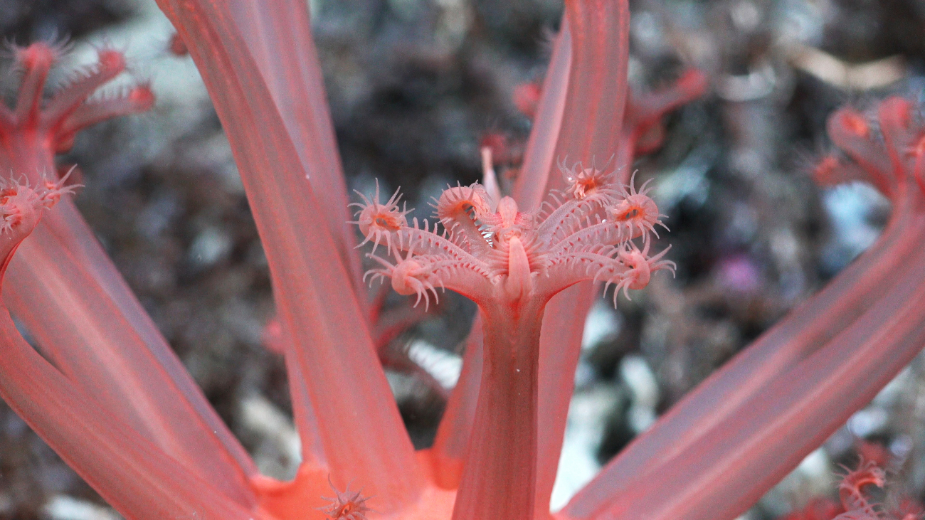 mushroom coral found off the coast of Trinidad and Tobago