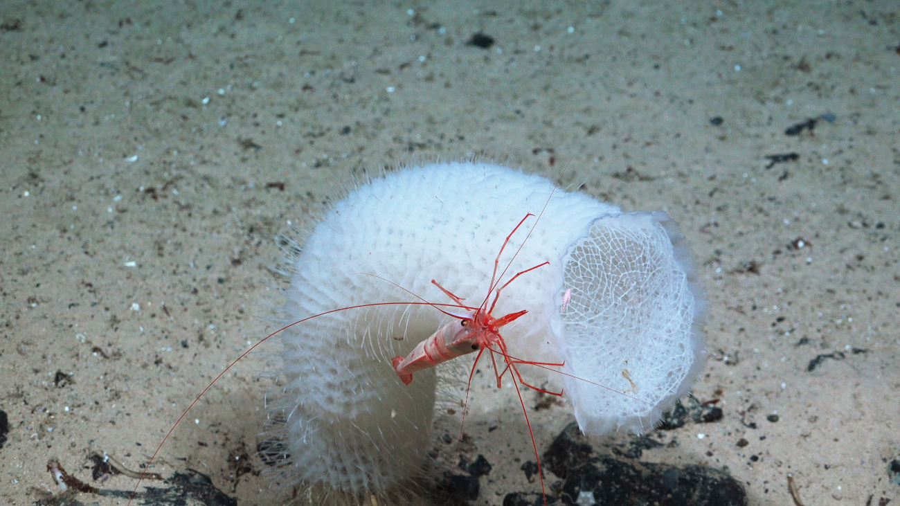 Shrimp perched on glass sponge found off the coast of Trinidad and Tobago