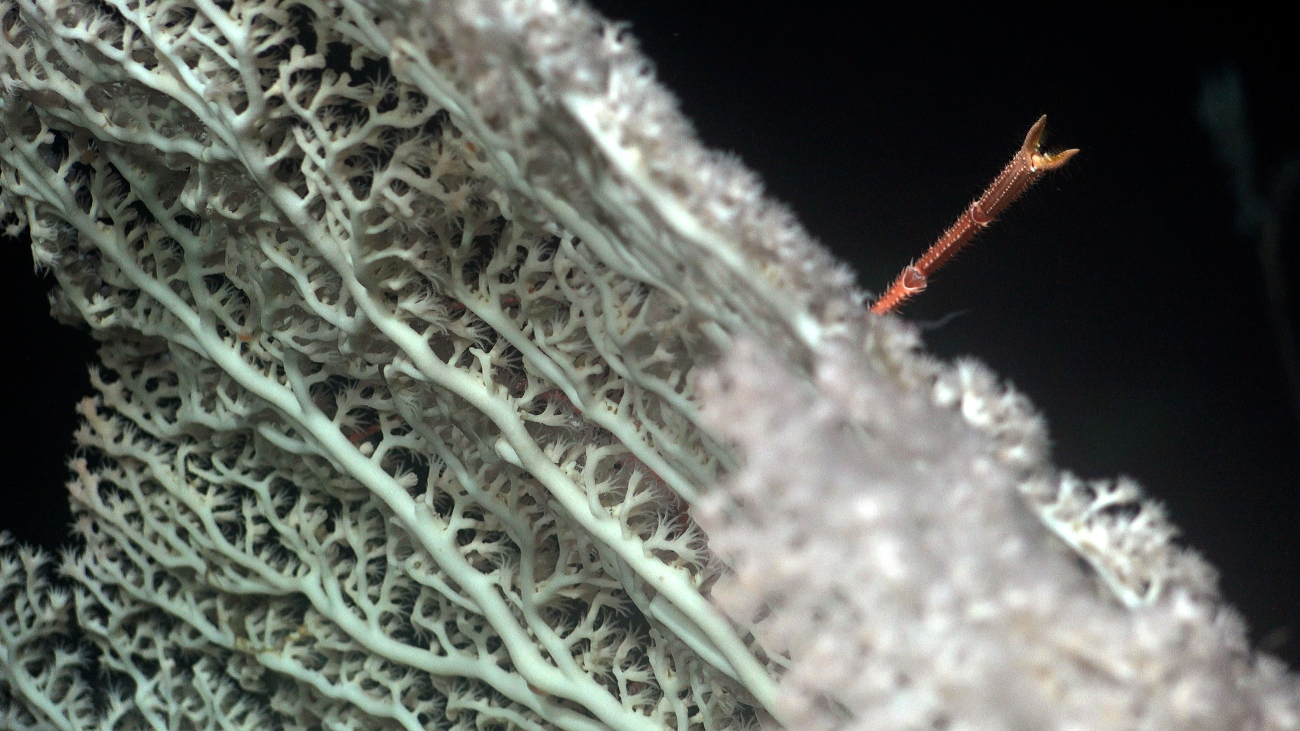 Deep-sea coral found off the coast of Trinidad and Tobago