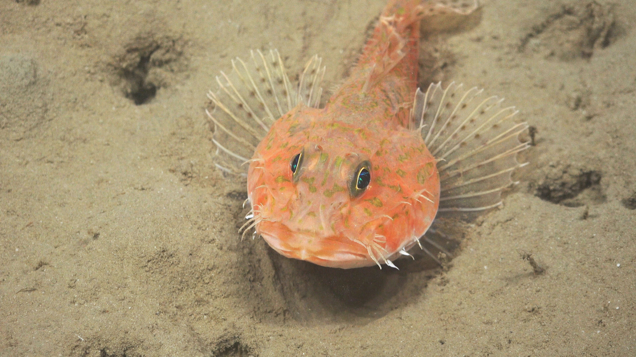 A Spotwing Scorpionfish found off the coast of Trinidad and Tobago