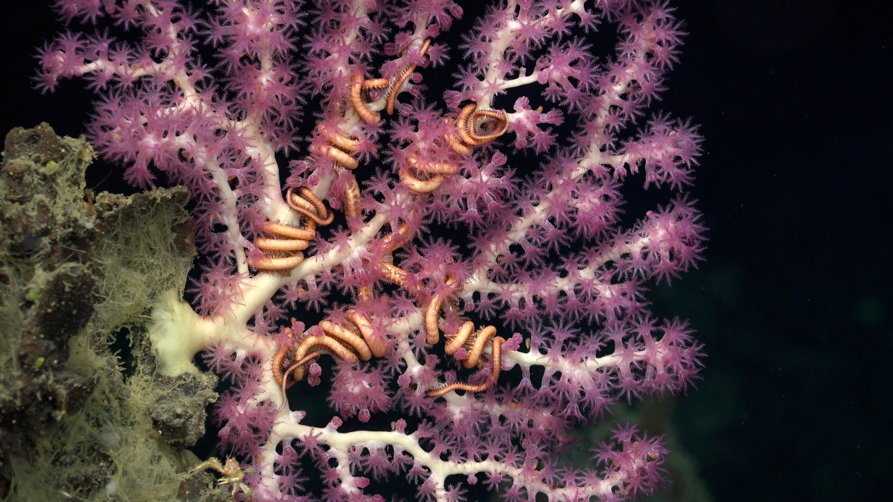 Symbiotic brittle stars found off the coast of Trinidad and Tobago