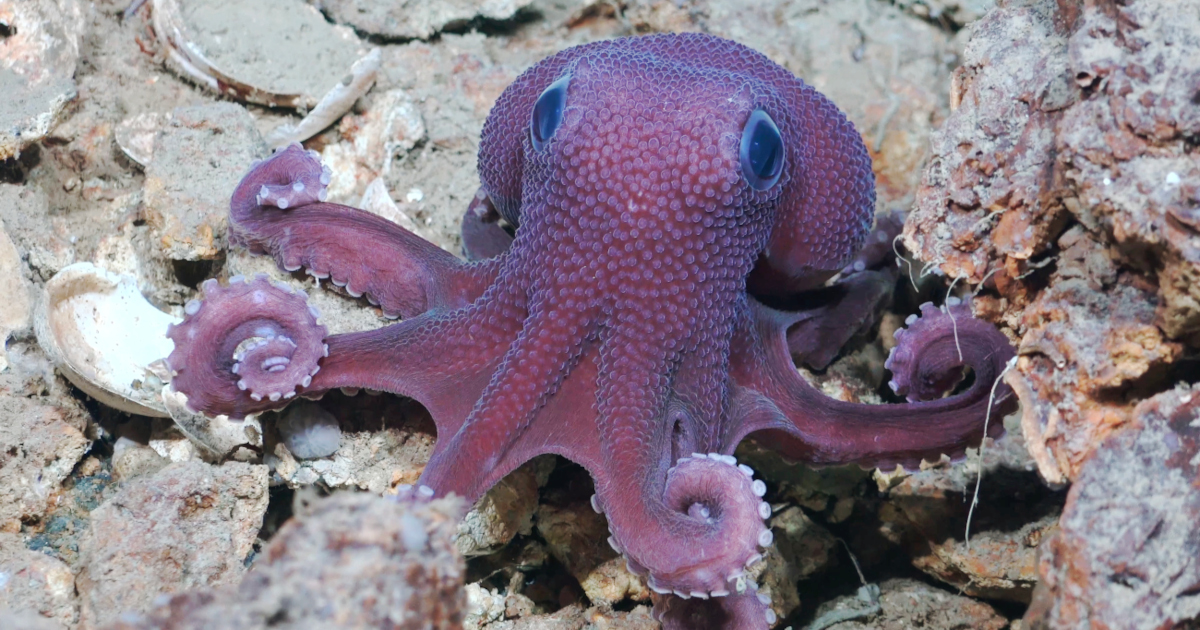 Take a Look at the Creatures Seen in the First-Ever Locally Led Deep Sea Expedition in Trinidad and Tobago