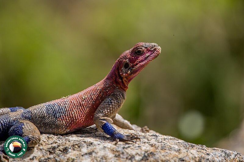 Mwanza flat-headed rock agama 