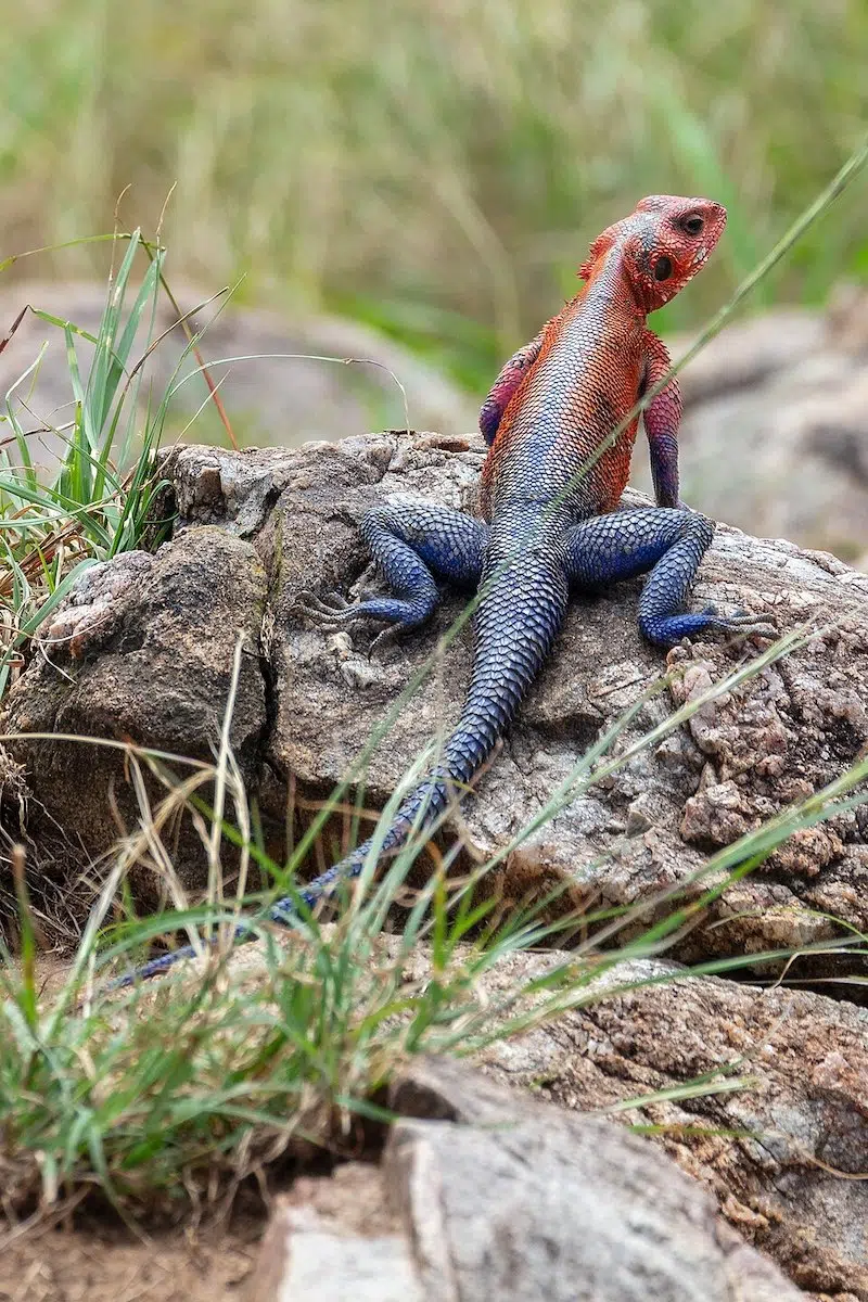 Mwanza flat-headed rock agama 