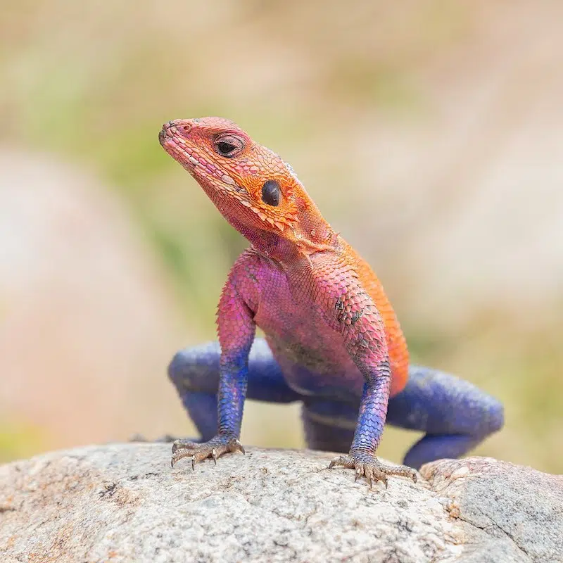 Mwanza flat-headed rock agama 