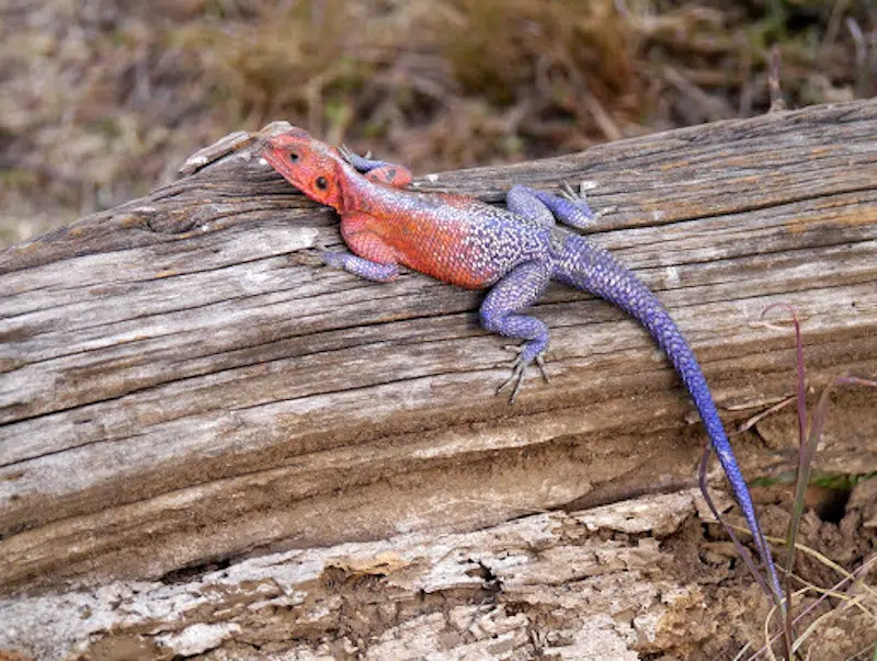 Mwanza flat-headed rock agama 