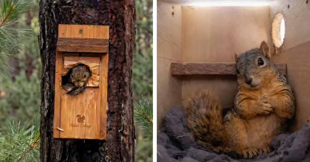 Kind Man Builds Over 1,000 Homes for Squirrels, Providing Them With Safety and Comfort