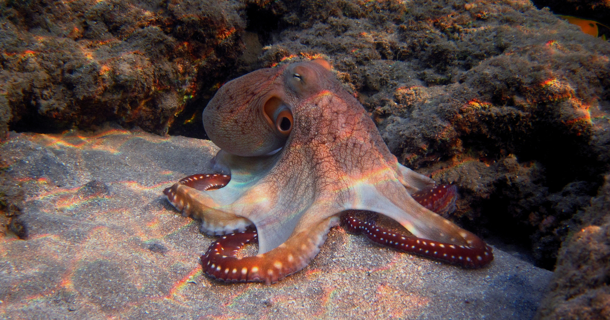 Teacher Rescues a Stuck Octopus and the Animal Seems To Thank Her With a Simple Gesture