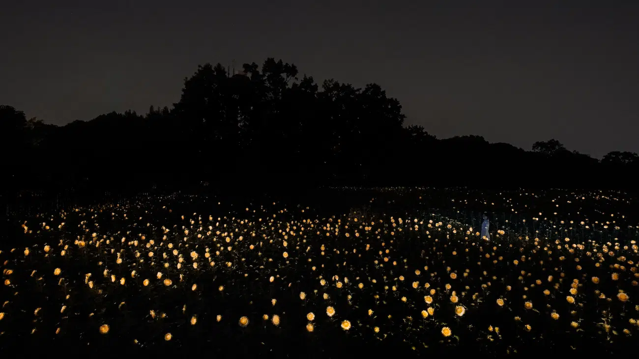 Art Installation of field of glowing sunflowers