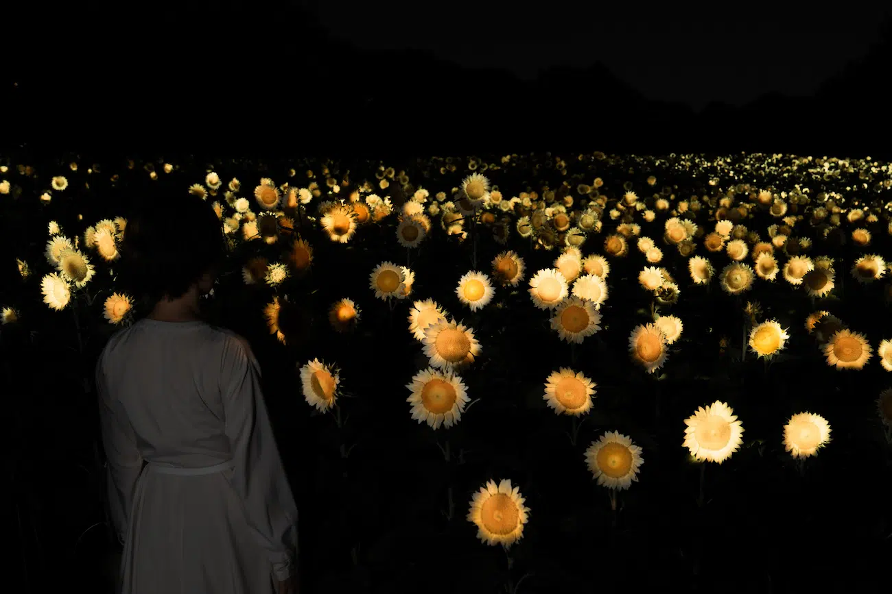 Art Installation of field of glowing sunflowers