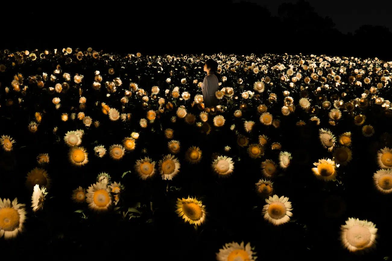 Art Installation of field of glowing sunflowers