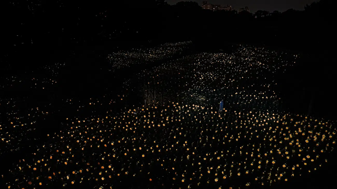 Art Installation of field of glowing sunflowers