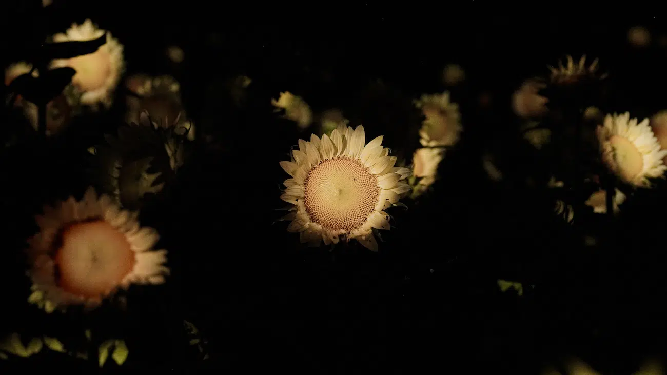 Art Installation of field of glowing sunflowers
