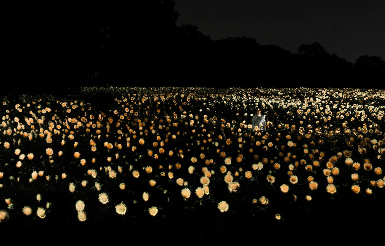 Art Installation of field of glowing sunflowers