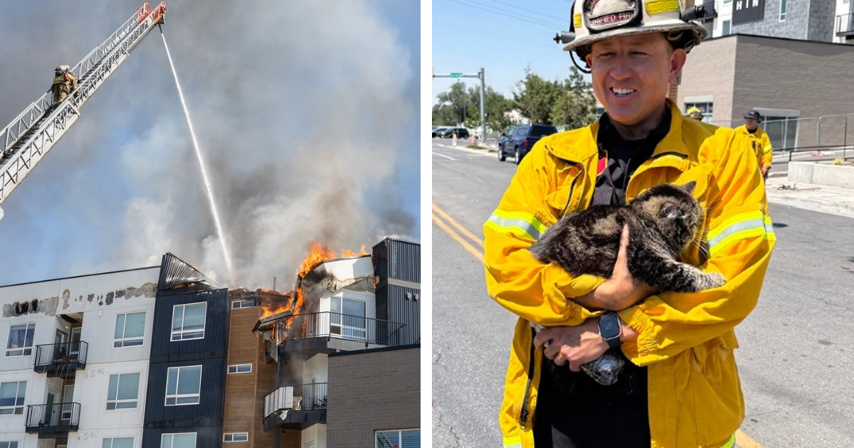 Toast the Cat Is Miraculously Rescued From a Burned Building 72 Hours After the Fire