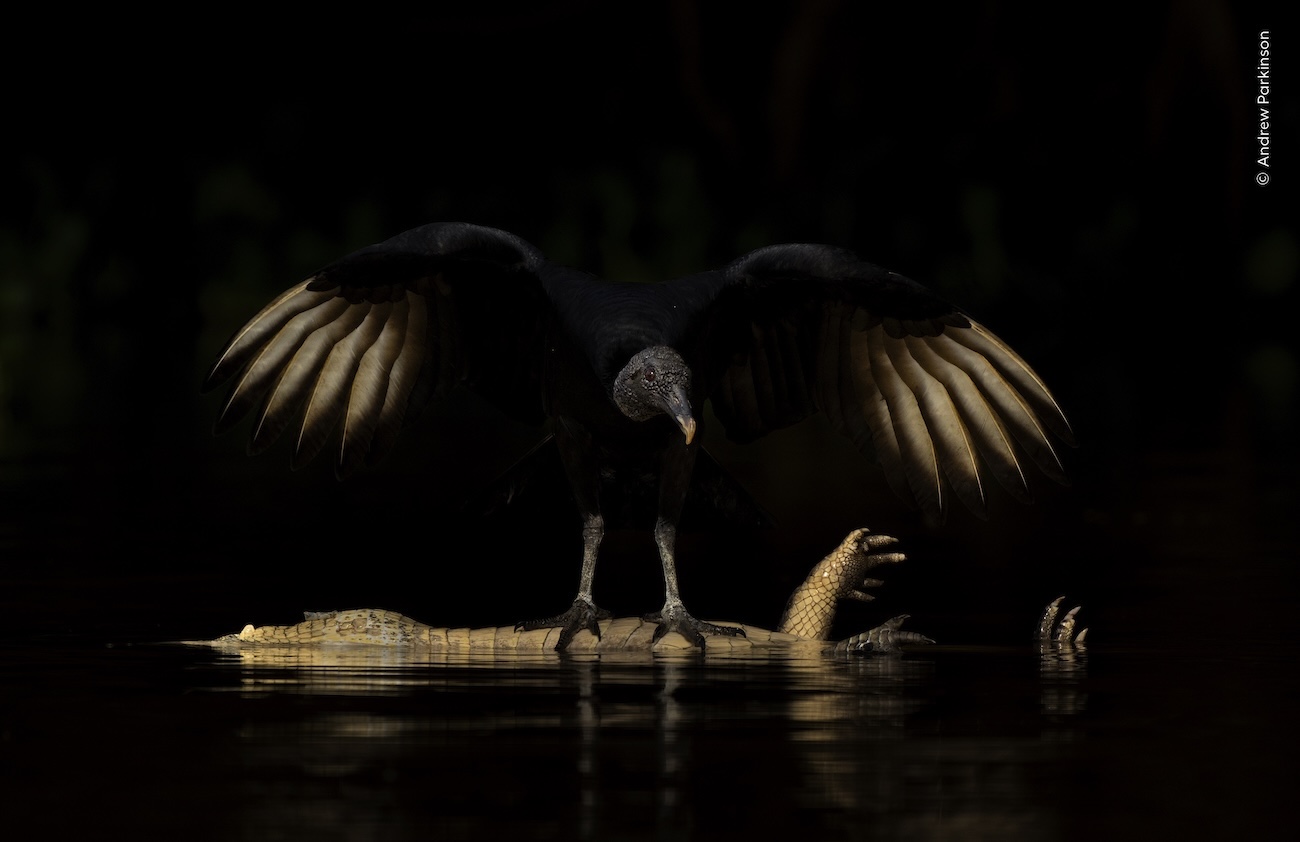 National History Museum, London Wildlife Photographer of the Year 2026