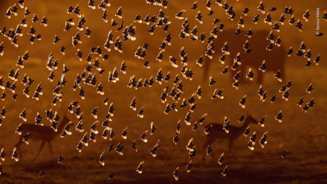 National History Museum, London Wildlife Photographer of the Year 2026