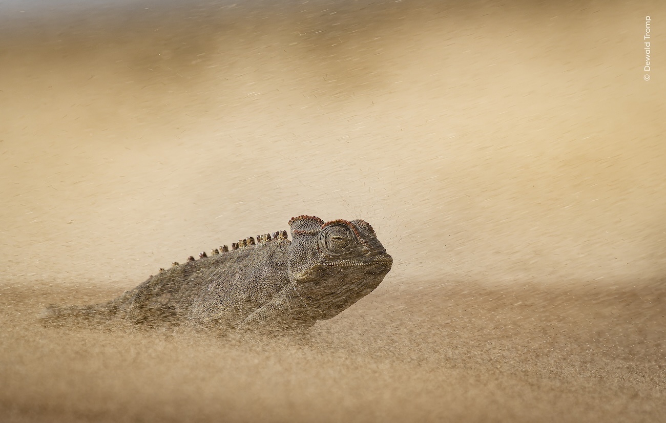 National History Museum, London Wildlife Photographer of the Year 2026