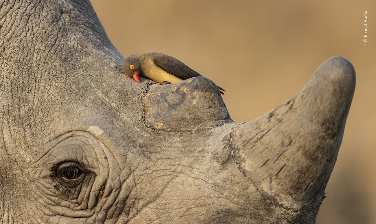 National History Museum, London Wildlife Photographer of the Year 2026