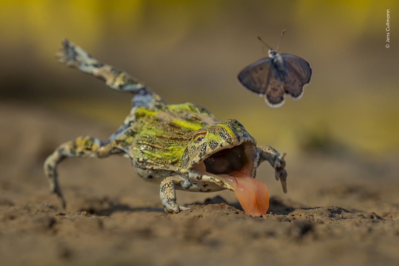 National History Museum, London Wildlife Photographer of the Year 2026