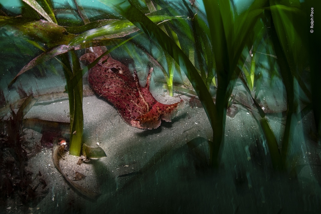 National History Museum, London Wildlife Photographer of the Year 2026