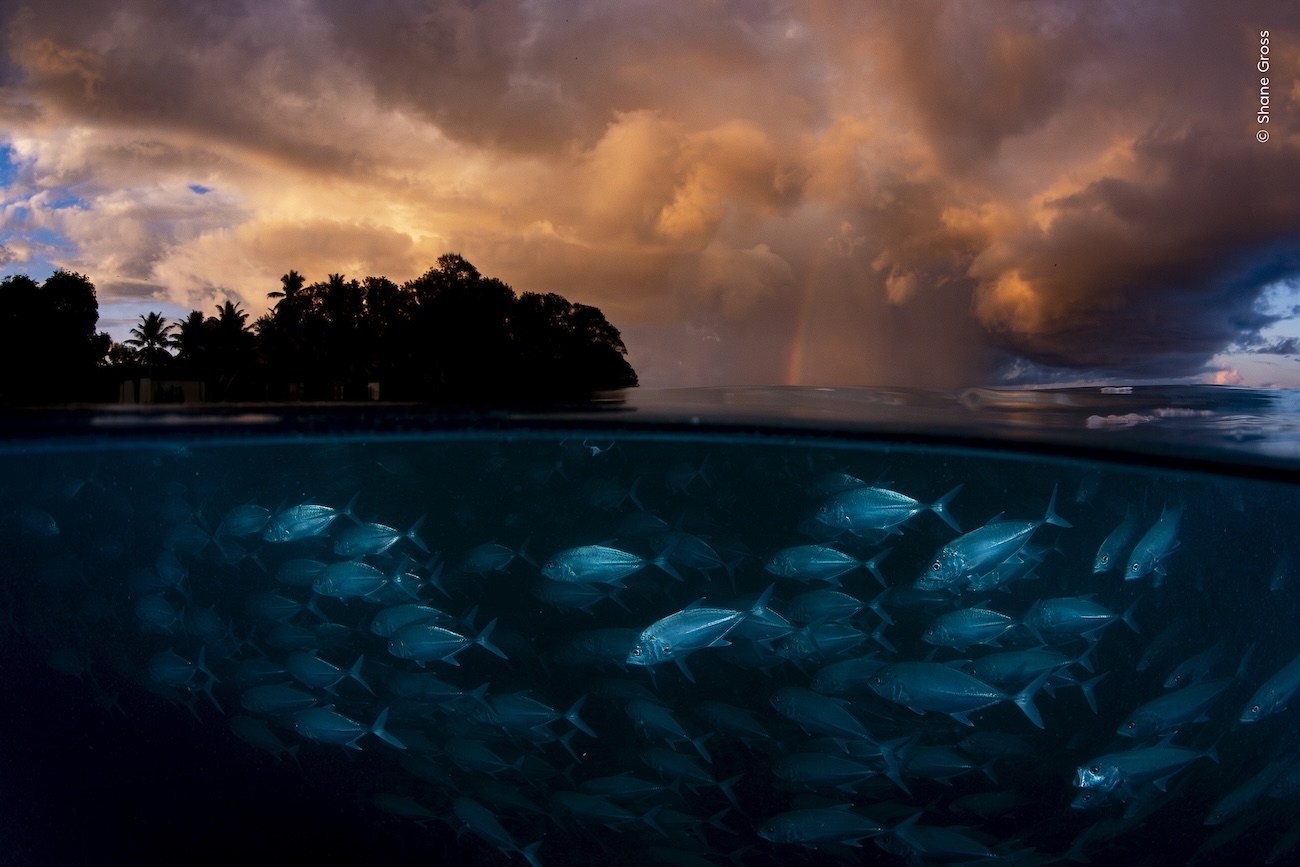 National History Museum, London Wildlife Photographer of the Year 2026