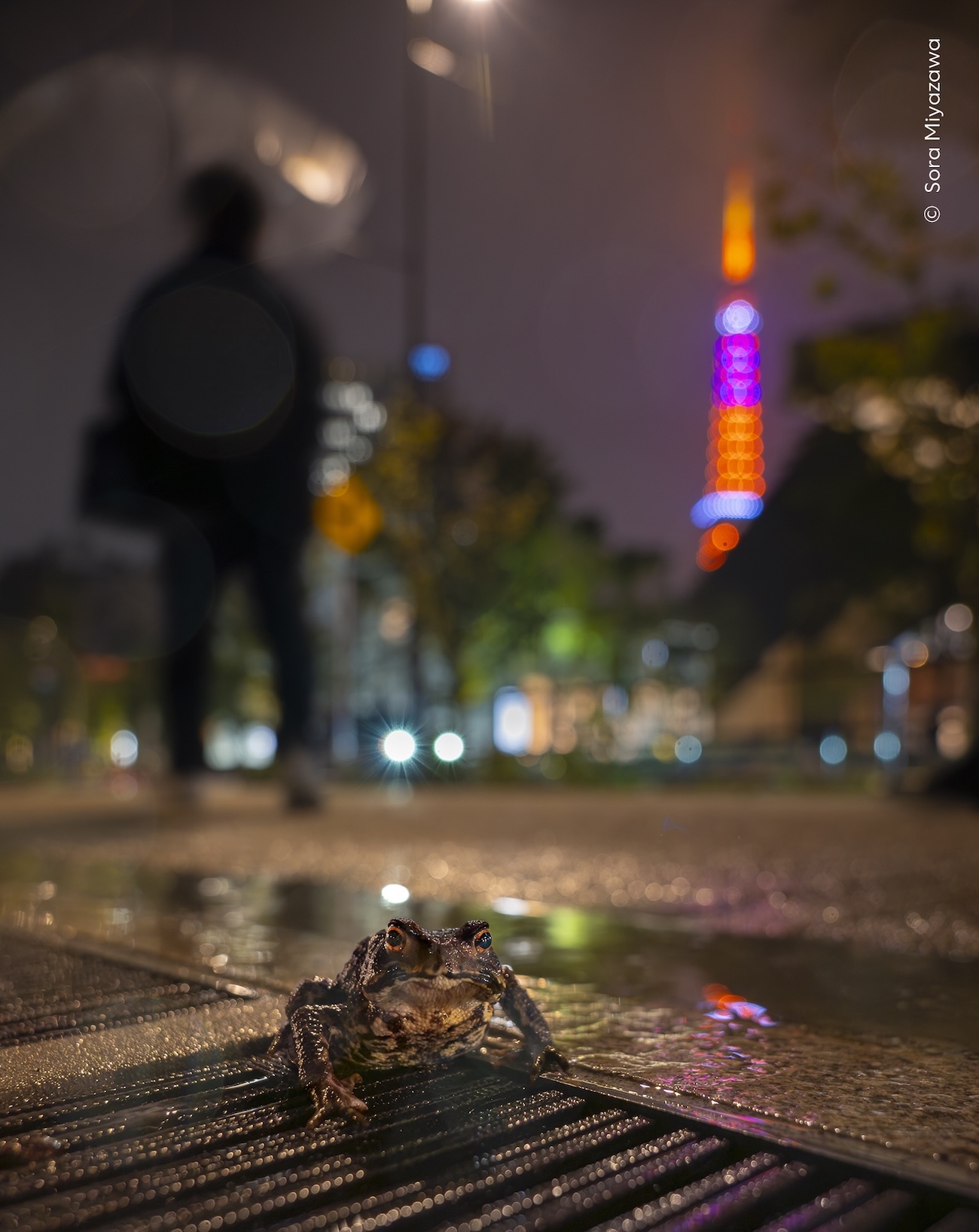 National History Museum, London Wildlife Photographer of the Year 2026