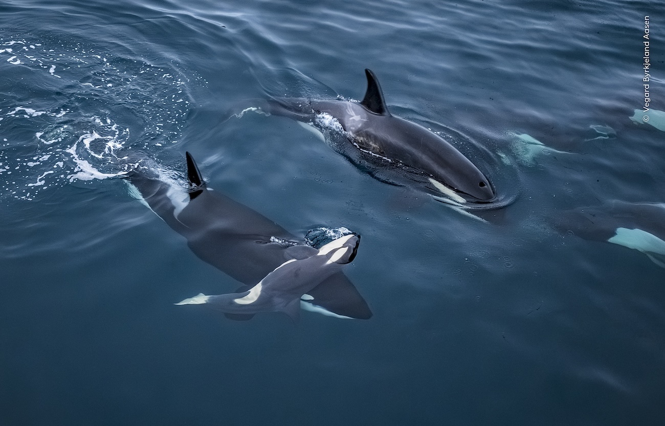National History Museum, London Wildlife Photographer of the Year 2026