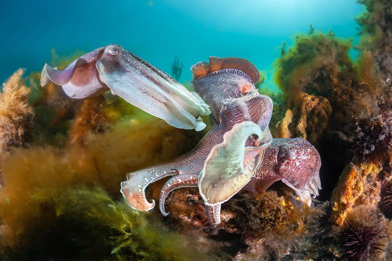 Photo Contest BMC Ecology and Evolution and BMC Zoology Winners