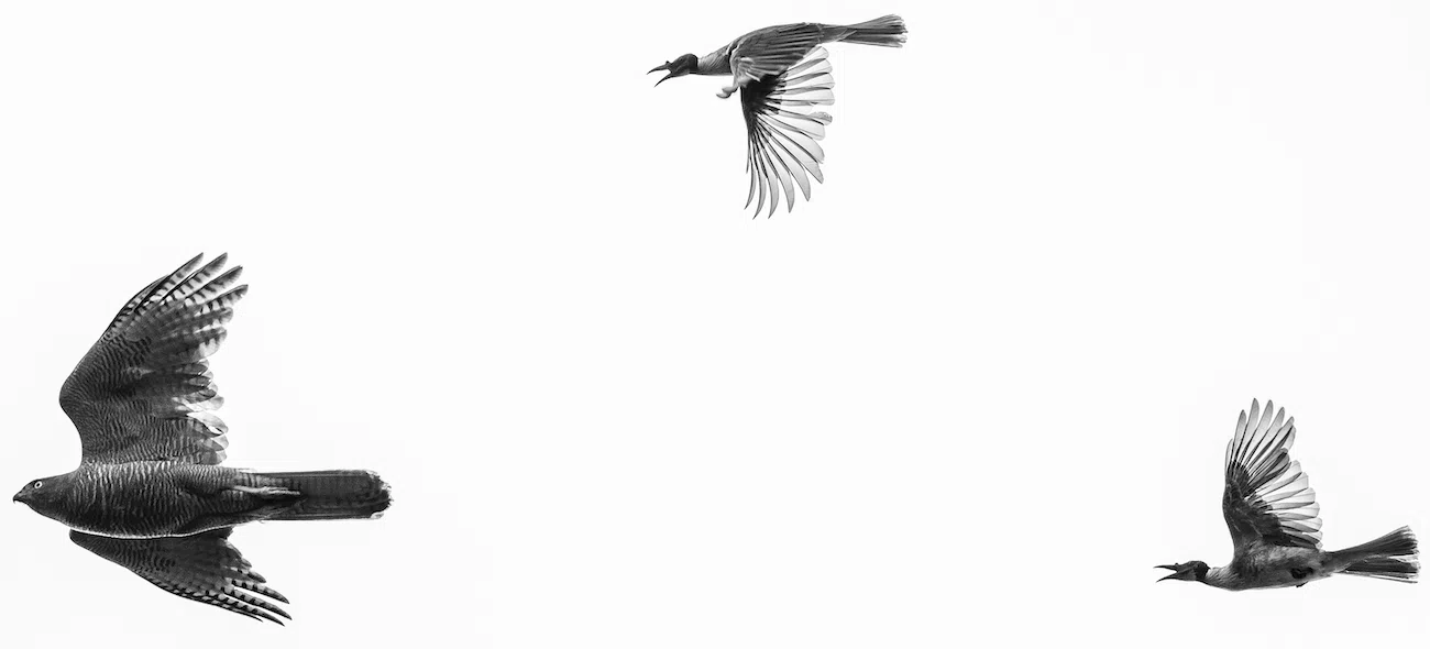 Photo Contest BMC Ecology and Evolution and BMC Zoology Winners