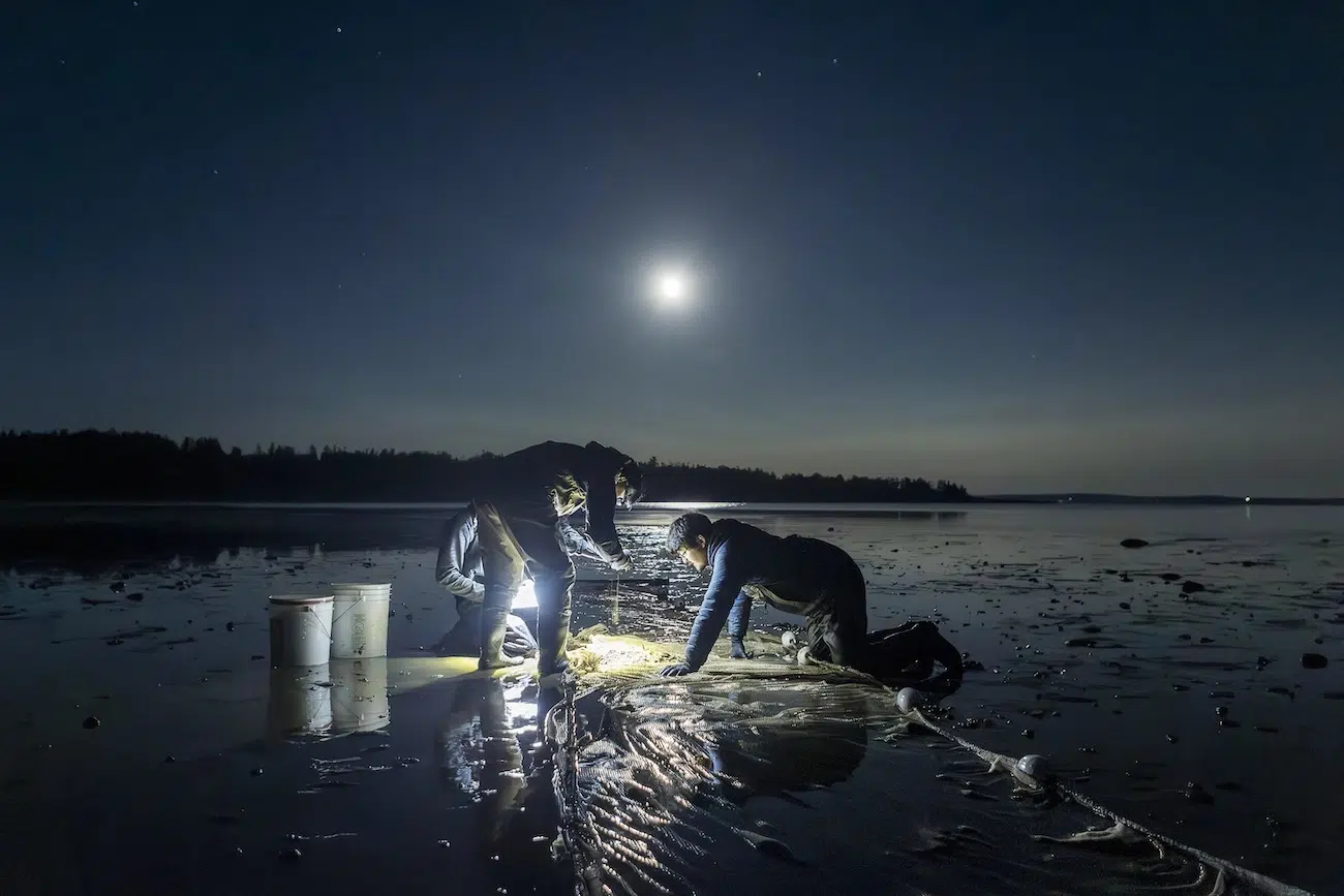 Photo Contest BMC Ecology and Evolution and BMC Zoology Winners