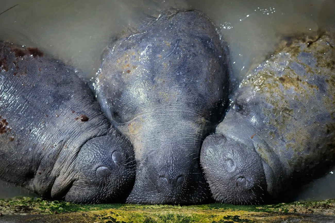 Photo Contest BMC Ecology and Evolution and BMC Zoology Winners