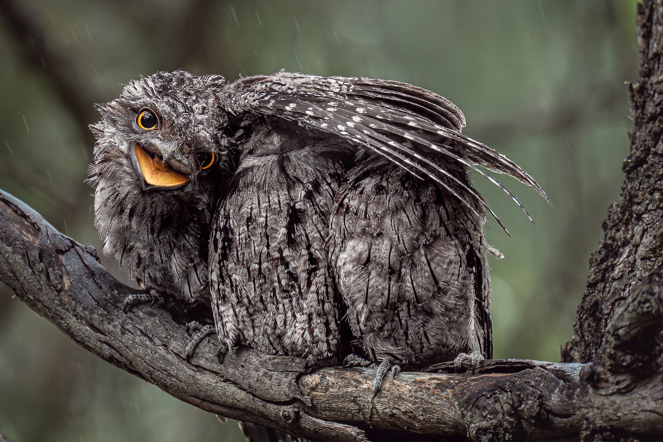 Donald Chin, &ldquo;I&rsquo;m Keeping Everyone Dry." An adult bird shelters several chicks beneath its outstretched wings, with their small heads peeking out from underneath.