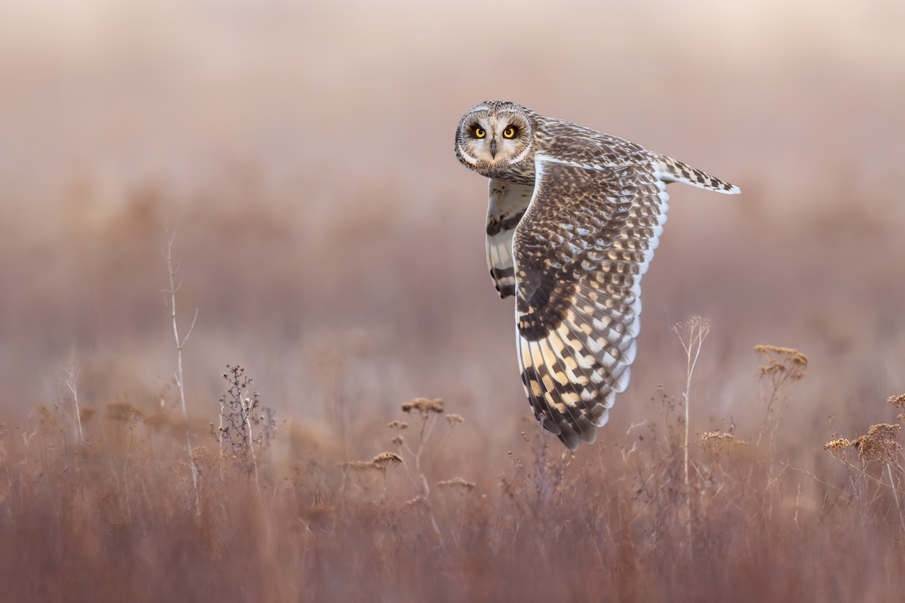 Ivan Sj&ouml;gren, &ldquo;Eye-to-Eye with a Short-Eared Owl." A short-eared owl flies directly toward the camera, its wide yellow eyes staring into the lens as its wings stretch outward.
