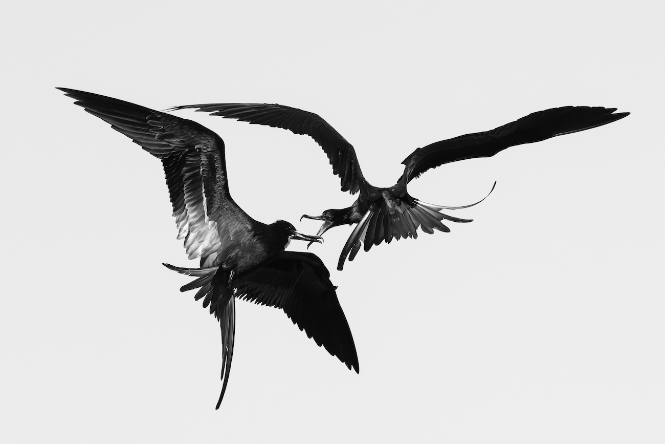 Bernhard Schubert, &ldquo;Kleptoparasitism." A great skua chases a northern gannet carrying a fish over the ocean, attempting to steal its catch.