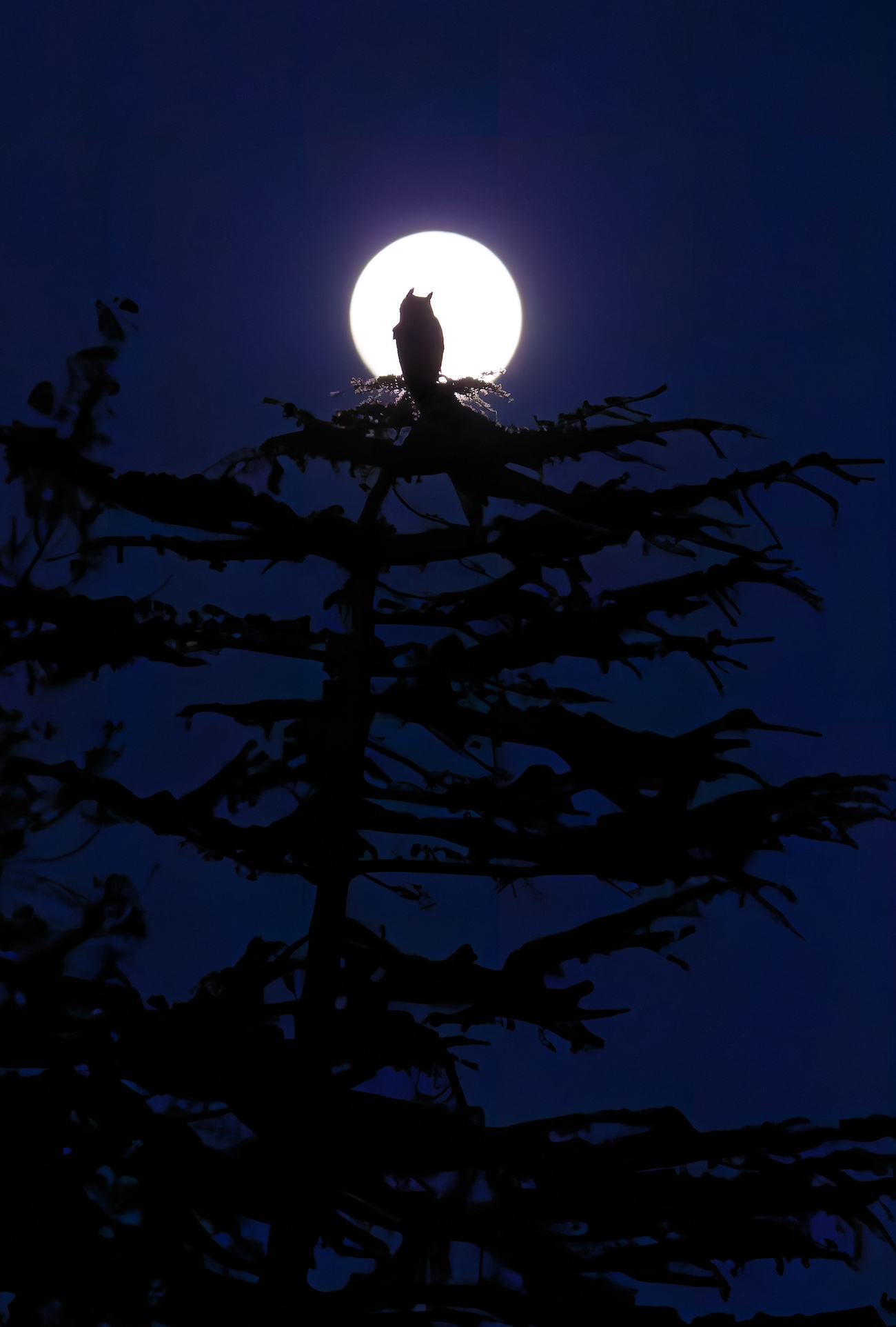 Parham Pourahmad, &ldquo;Moonlit Night.&rdquo; A great horned owl perches on a tree branch, silhouetted against the glowing full moon in the night sky.