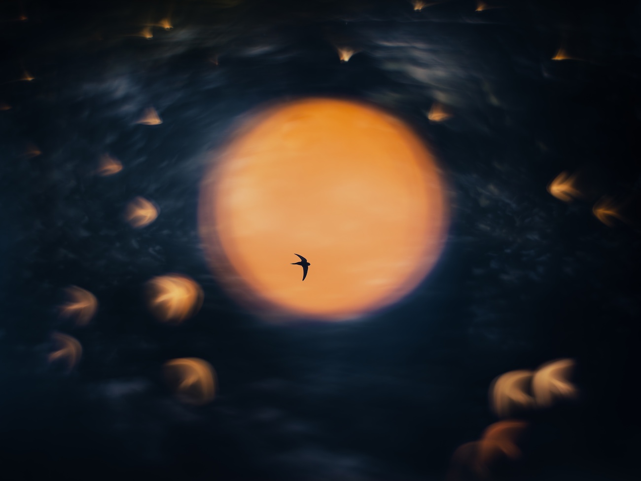 &Aring;smund Keilen, &ldquo;Sundance." A bird appears silhouetted against a glowing golden sun, creating a dramatic, dreamlike scene.