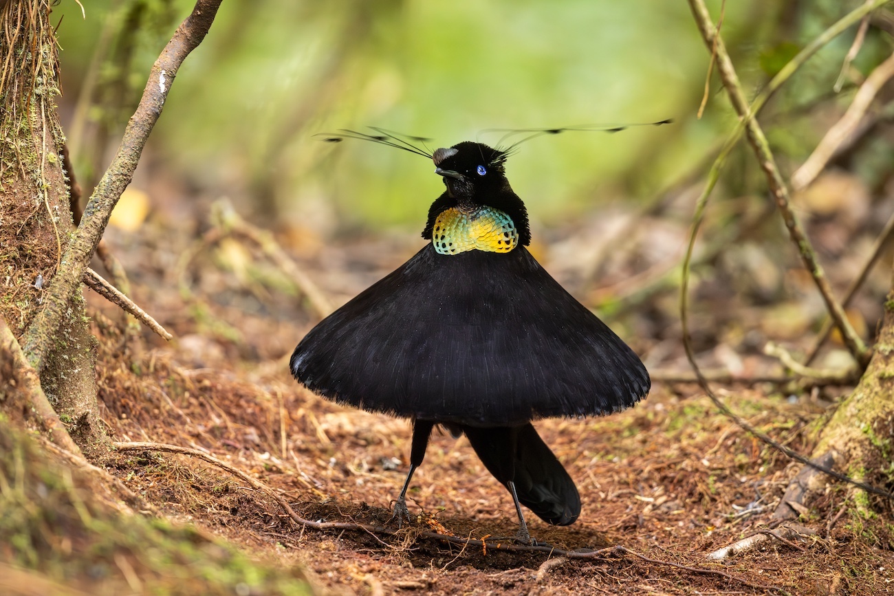 David Stowe, &ldquo;Tiny Dancer." A male Western parotia spreads its feathers while performing a courtship dance in the dark rainforest of West Papua.
