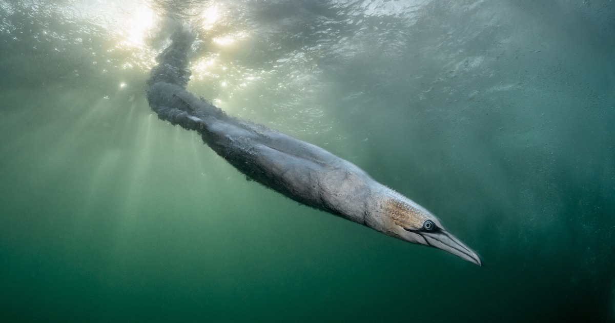 Northern Gannet Diving Underwater Like a Torpedo Wins Bird Photographer of the Year 2026 Competition