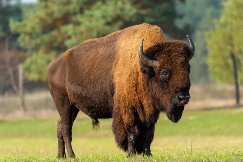 American Bison