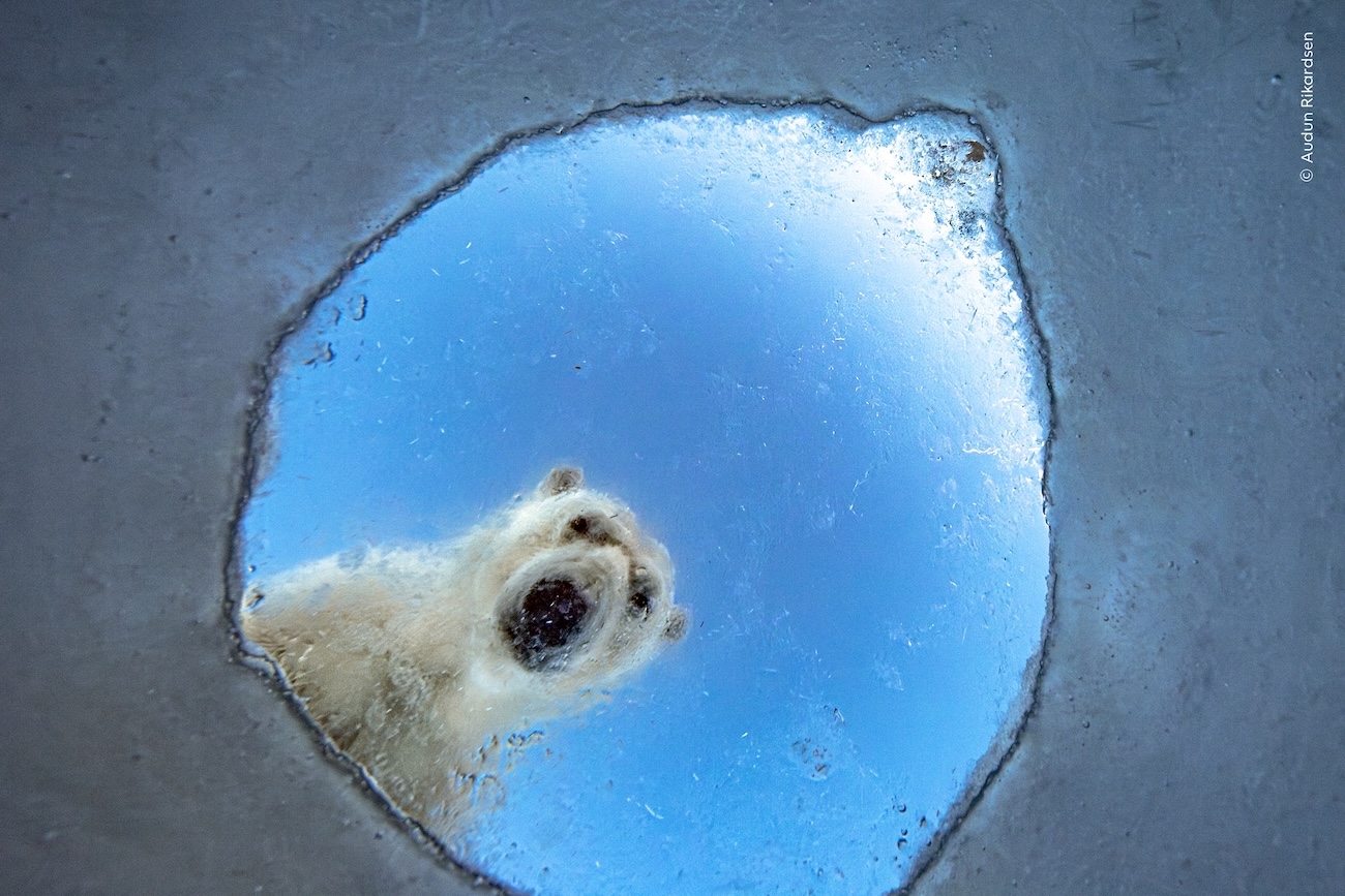 National History Museum, London Wildlife Photographer of the Year 2026