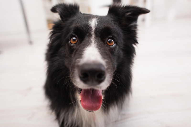 Dogs Can Distinguish Between Human Emotions