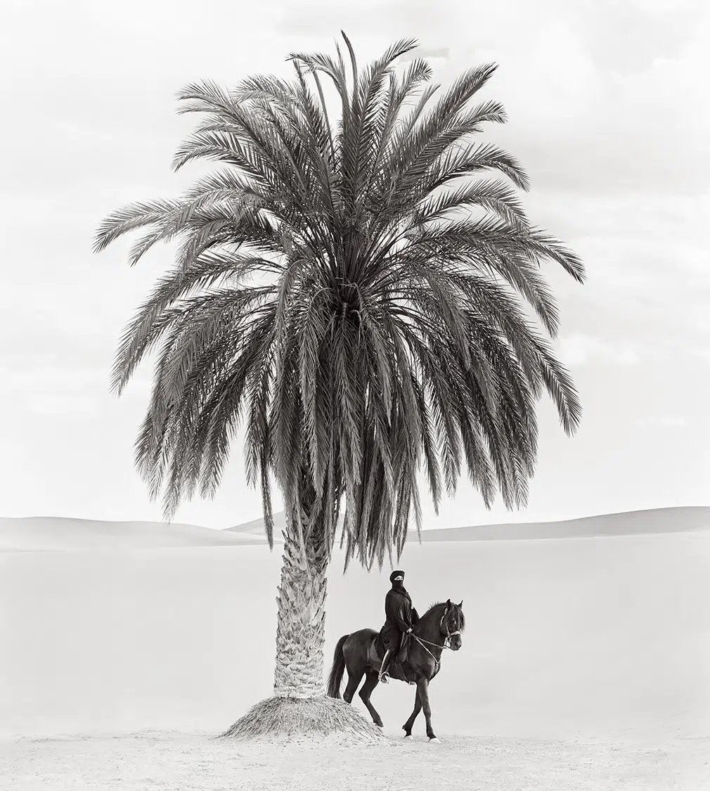 Photo of figure on horse under palm tree in the desert.