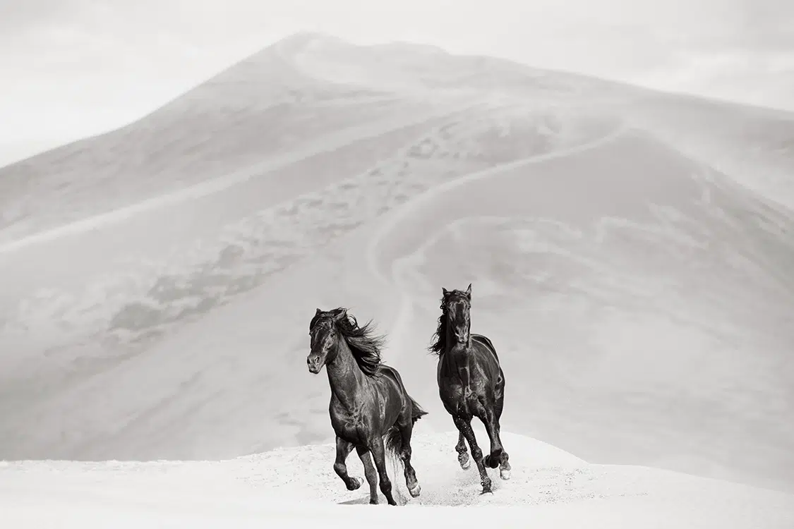 Photo of two horses in the desert.