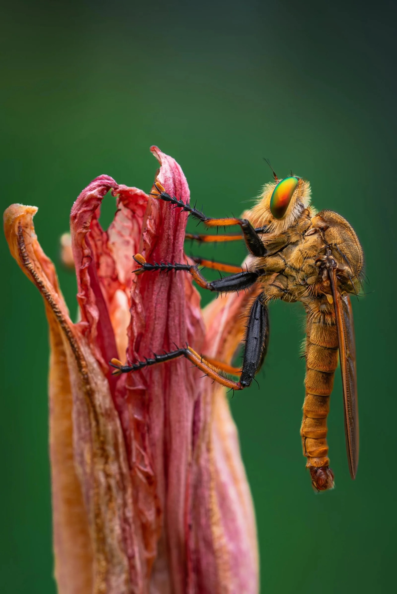 European Photography Award Winners