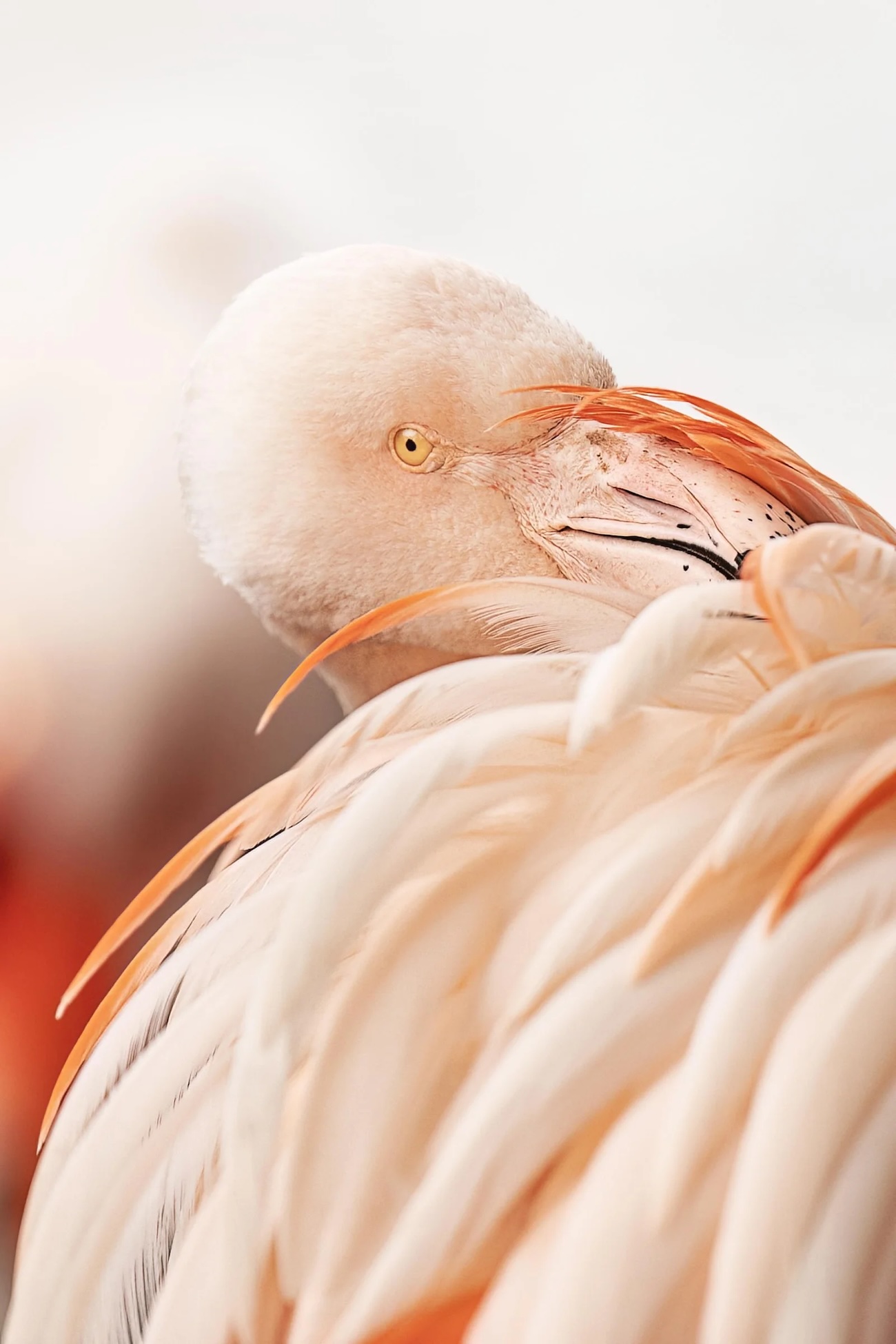 European Photography Award Winners